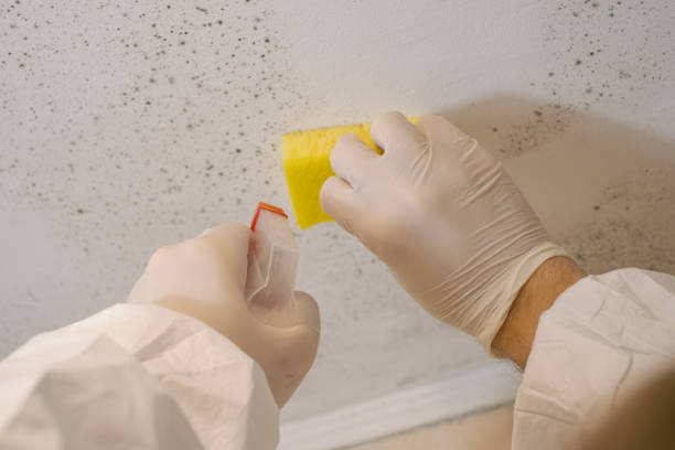 Best Mold Removal for HVAC Installations  in Cumings, TX