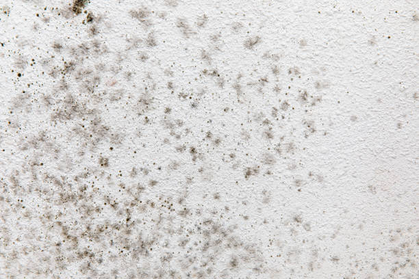 Best Industrial Mold Remediation  in Cumings, TX